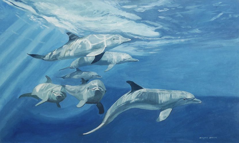 dolphin fish paintings dolphin fish paintings
