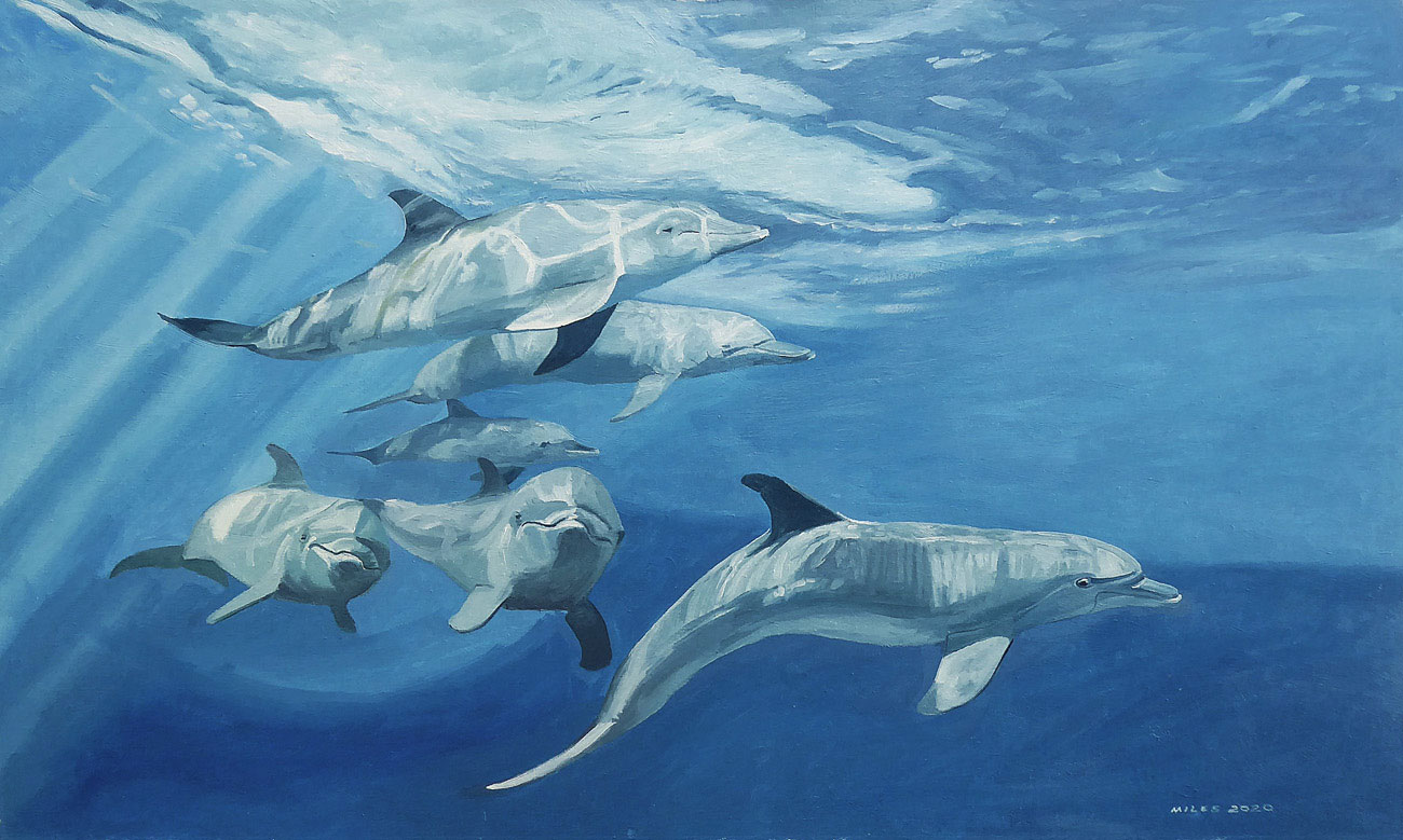 Bottlenose dolphins in the red sea