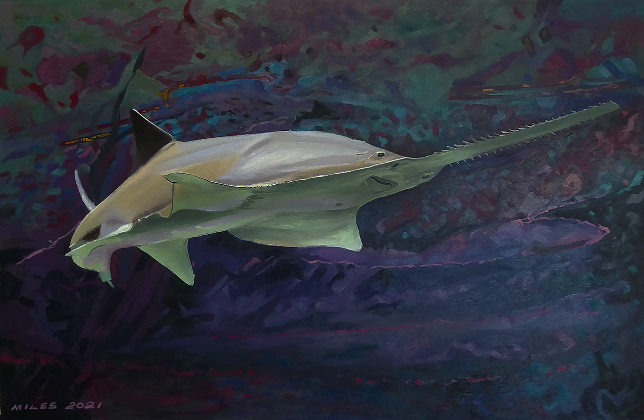 portrait of a sawfish