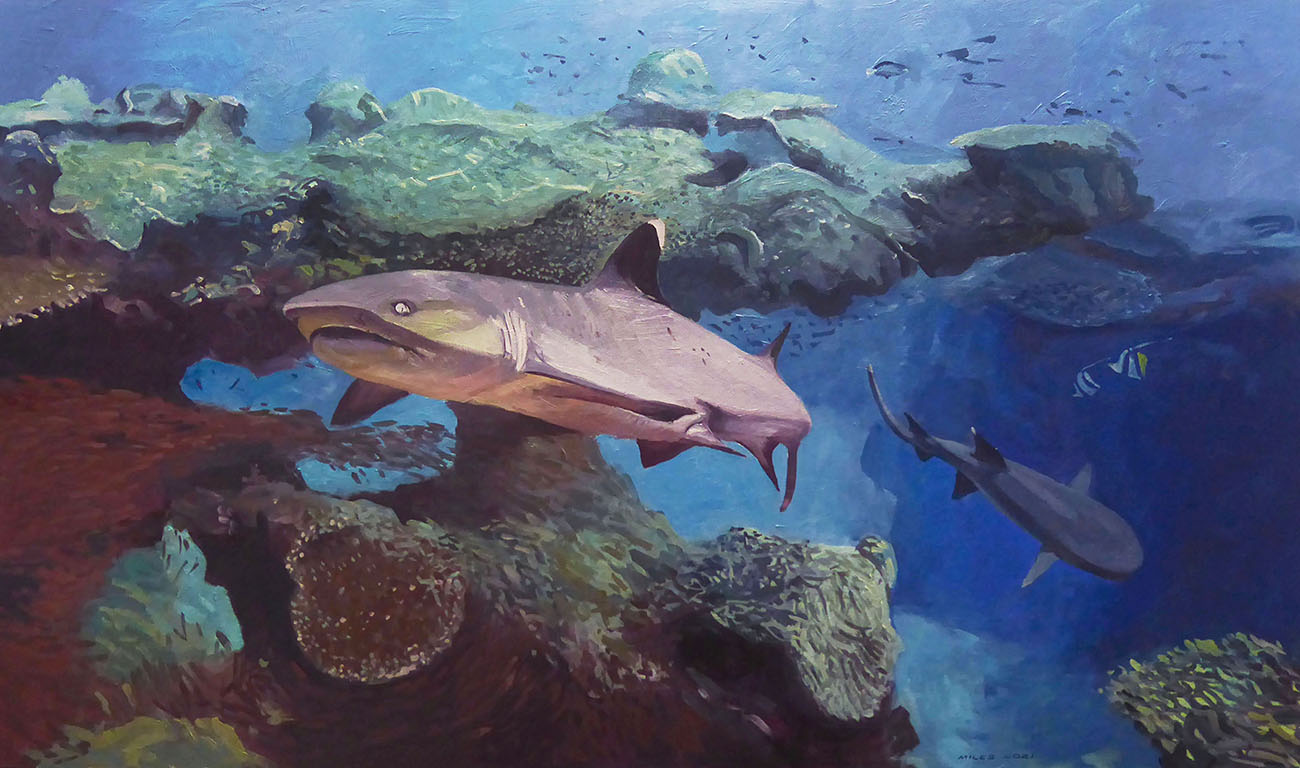 The whitecap reef shark is the most common shark found on coral reefs.