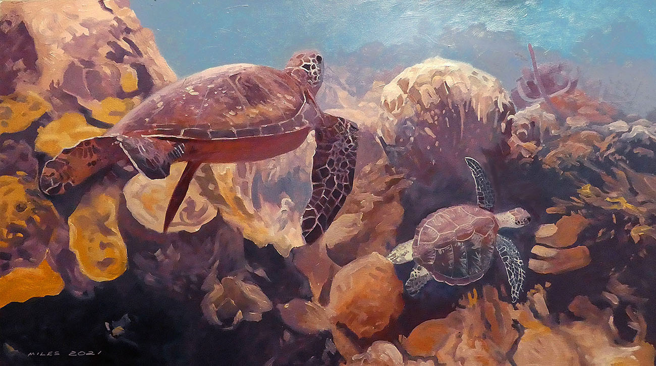 Green turtles are the largest of the hard-shelled turtles