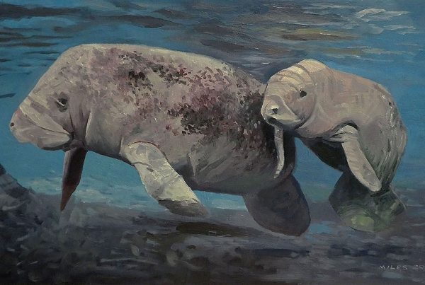 In August2022 the dugong, another member of the sea cow family was declared extinct in China.