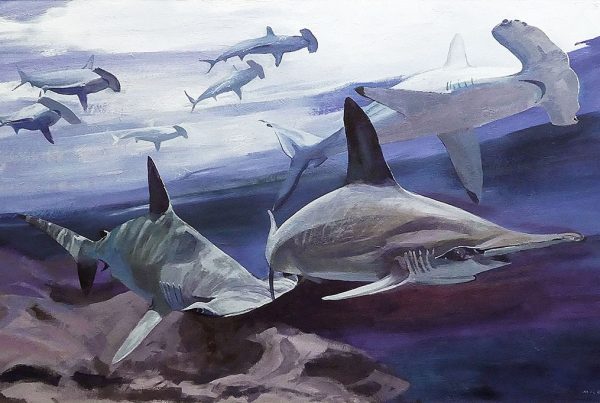 A gathering of hammerhead sharks