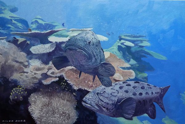 Table corals form a backdrop to this painting of potato cods.