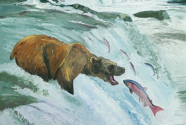 A grizzly bear is poised at the top of a waterfall to catch salmon as they try to return to their spawning ground.