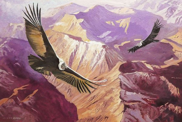 The Andean condor is a member of the vulture family and can spot carrion from its high position soaring above the mountains.