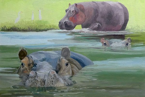 In some parts of the world the plight of hippos is reaching critical proportions. Due to extreme drought, their water holes are drying out and they have difficulty finding places to cool off during the blistering heat of the day