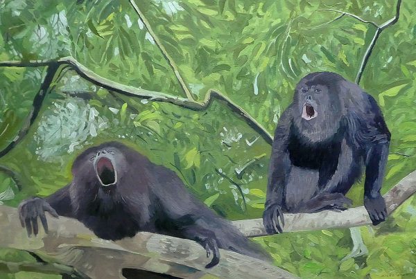 Howler monkeys can create bedlam in the rain forest when they signal to the neighbourhood that this is the territory of their troop.