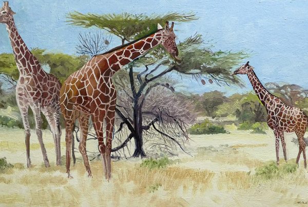 Although the acacia tree is armed with sharp thorns, giraffes use their long tongues to get around them to reach the succulent leaves.