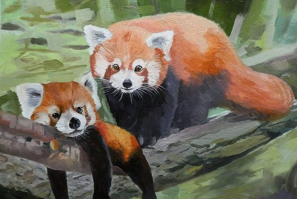 Red Pandas