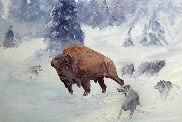 Wolves attacking a Bison.